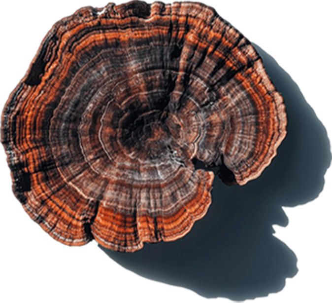 Reishi