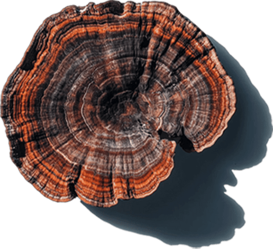 Adaptogenic Mushrooms Through History – From Ancient Wisdom to Modern Wellness - MENTEA