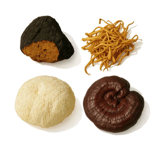 Meet the mushrooms: how Reishi, Lion’s mane, and Cordyceps can transform your wellness - MENTEA