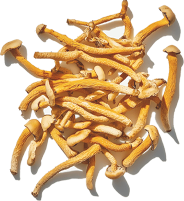 Cordyceps